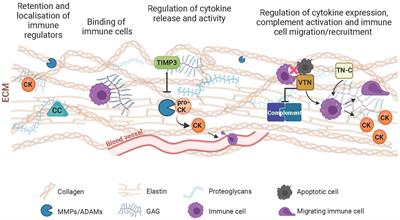The extracellular microenvironment in immune dysregulation and inflammation in retinal disorders